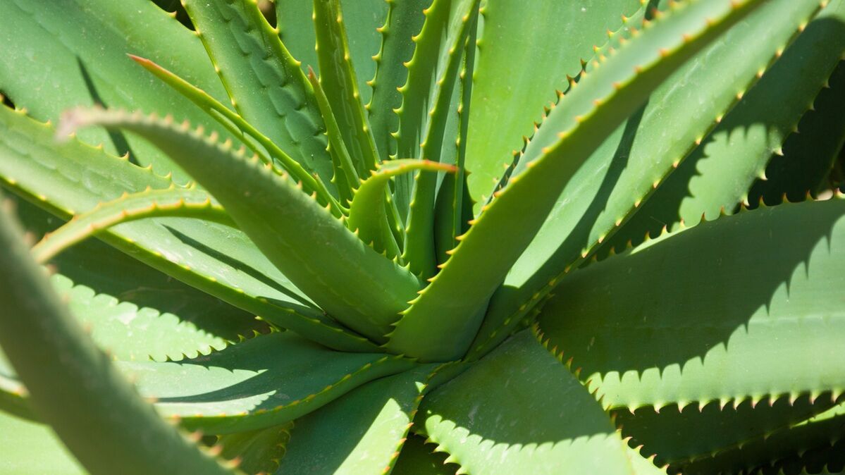 Hondrofrost'ta aloe